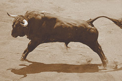 Photographie du taureau Cubilón, n° 90 de Valdefresno, à Vic-Fezensac, lors du corrida-concours du 4 juin 2006.